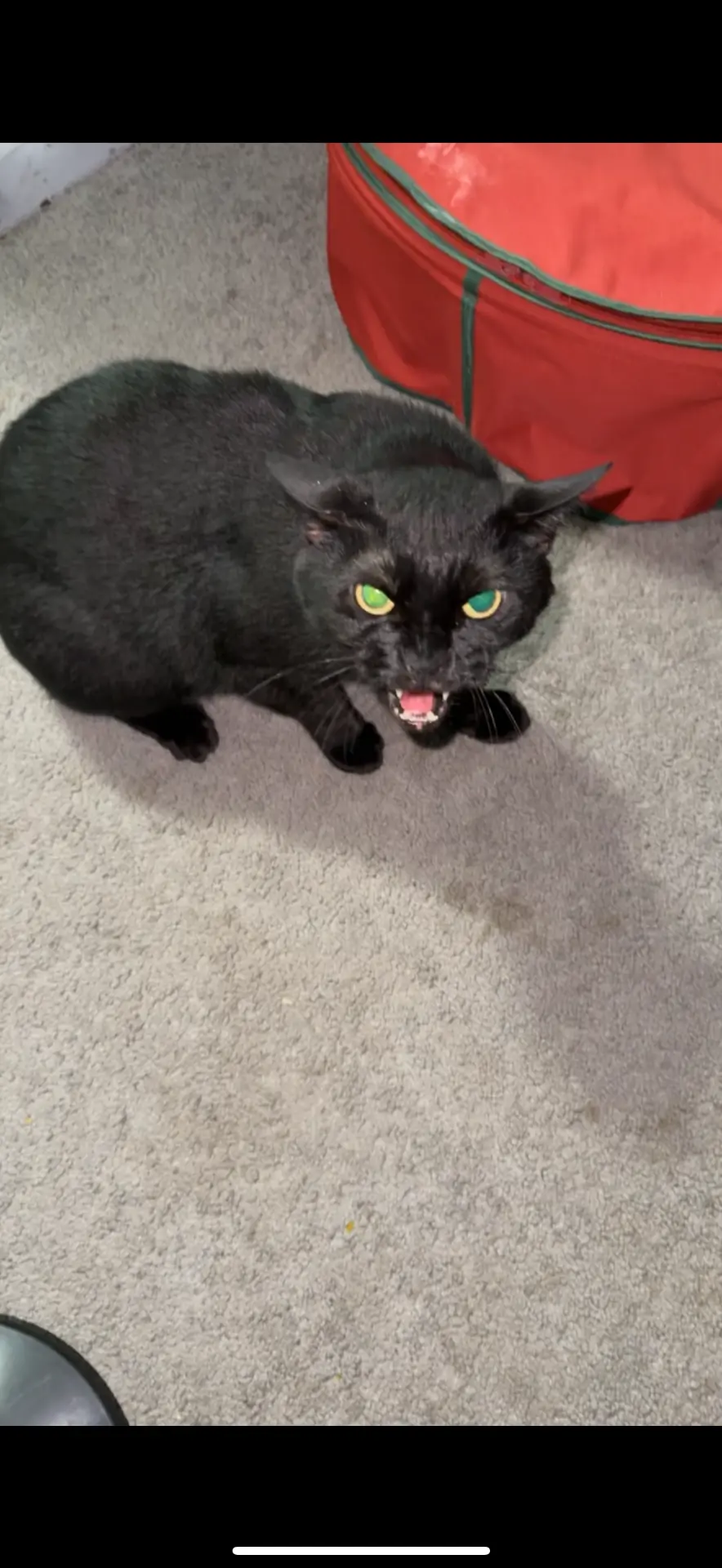 Shadow the black cat mid-yowl on a carpet